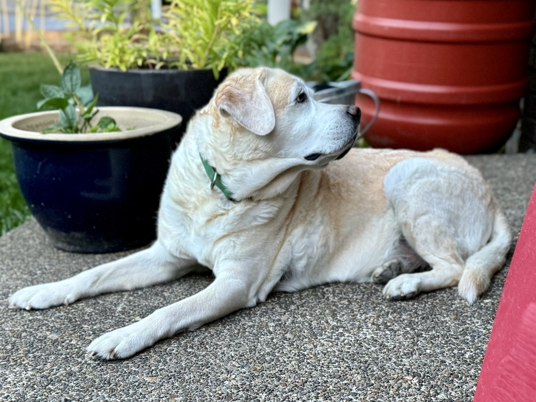 My yellow lab Ellie