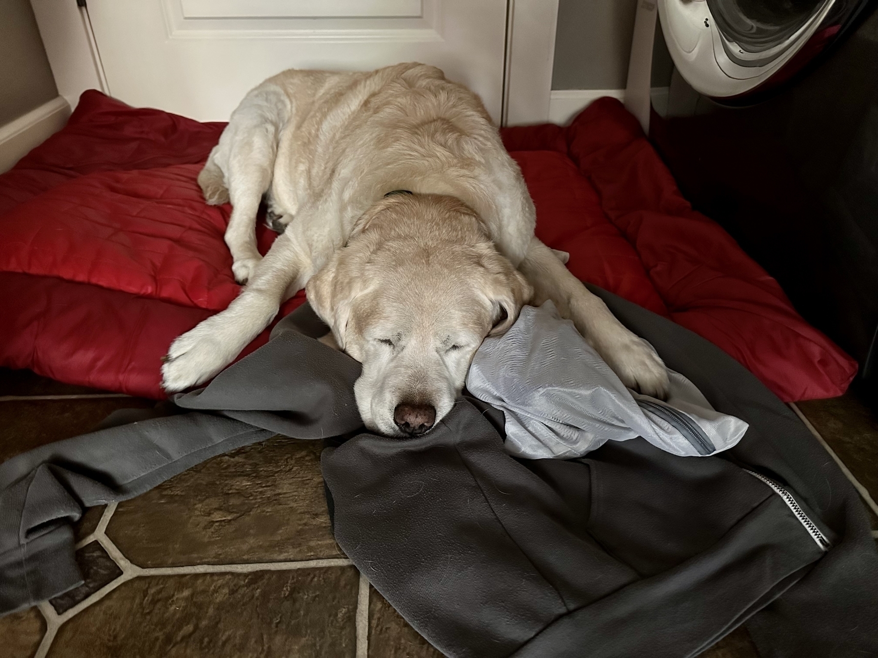 Photo of a dog sound asleep in the laundry room