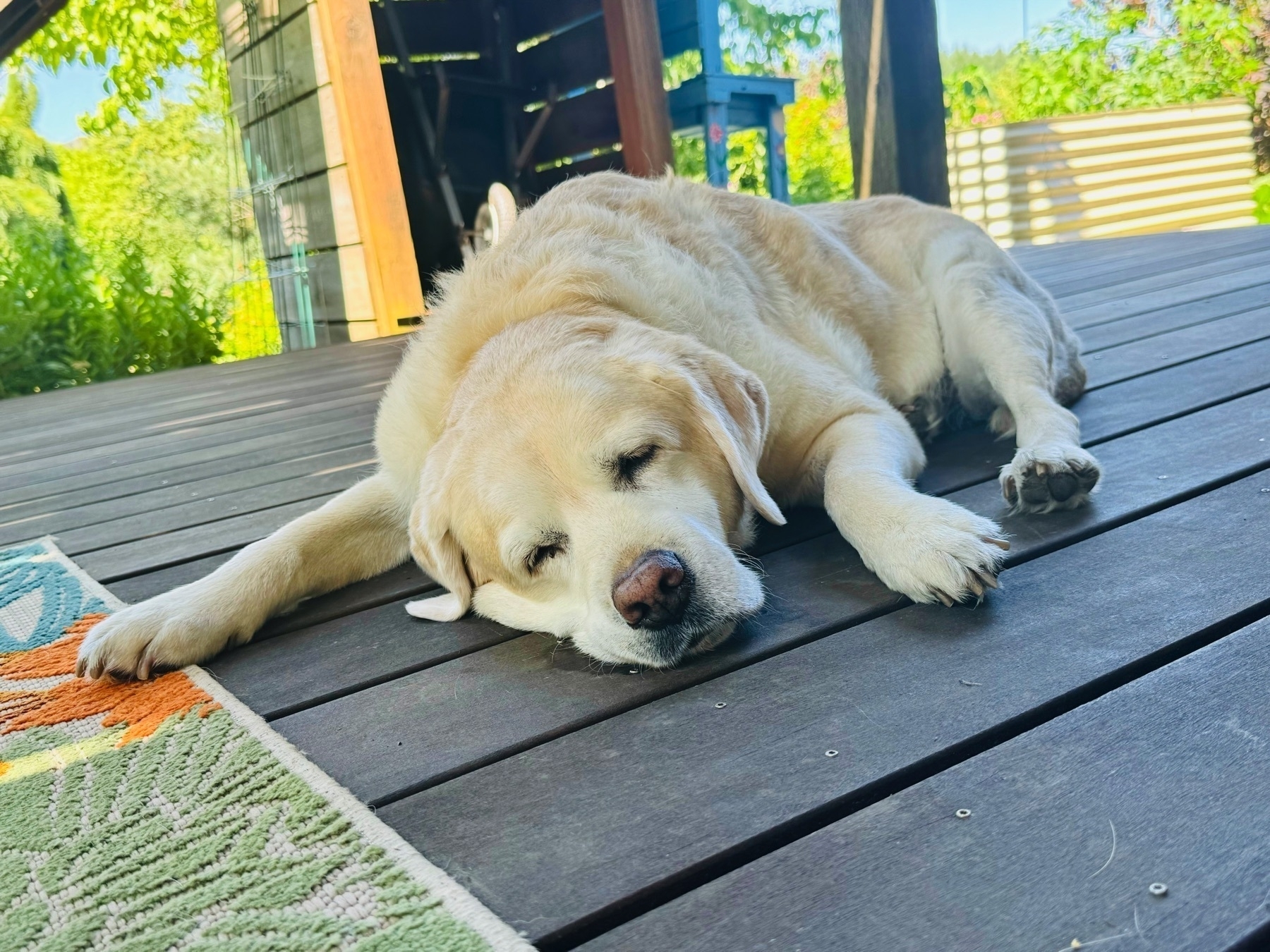 Sleeping dog with a small pool of drool