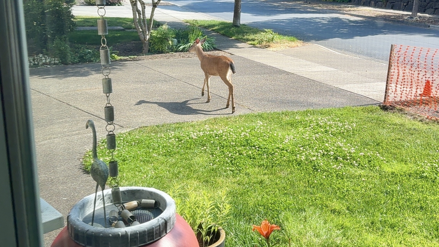 A deer is walking on a suburban sidewalk near a grassy lawn with a decorative wind chime and potted plants visible in the foreground.